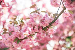 Gałąź z kwitnąć Sakura kwitnie w słońcu fotografia stock Gałąź z kwitnąć Sakura kwitnie w słońcu fotografia stock