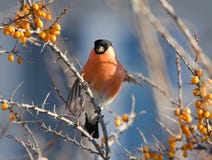 gałęziasty buckthorn gila morze zdjęcie stock gałęziasty buckthorn gila morze zdjęcie stock
