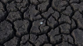 Gebarsten, dorre die grond door droogte, met één het kleine installatie groeien wordt beschadigd stock afbeeldingen Gebarsten, dorre die grond door droogte, met één het kleine installatie groeien wordt beschadigd stock afbeeldingen