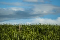 Gebied met nog groene tarwe en een paar dode grasbladen als contrast en blauwe hemel met fantastische wolken royalty-vrije stock afbeelding Gebied met nog groene tarwe en een paar dode grasbladen als contrast en blauwe hemel met fantastische wolken royalty-vrije stock afbeelding