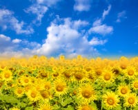 Gebied van bloeiende zonnebloemen op een blauwe hemel als achtergrond stock afbeeldingen Gebied van bloeiende zonnebloemen op een blauwe hemel als achtergrond stock afbeeldingen