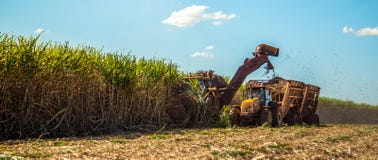 Gebied van de suikerriet het meest hasvest aanplanting royalty-vrije stock afbeelding Gebied van de suikerriet het meest hasvest aanplanting royalty-vrije stock afbeelding
