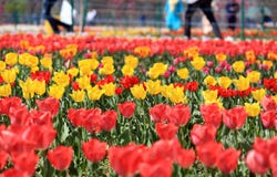 Gebied van kleurrijke tulpen, geel en rood stock fotografie Gebied van kleurrijke tulpen, geel en rood stock fotografie