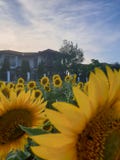 Gebied van Sunflowers royalty-vrije stock afbeeldingen Gebied van Sunflowers royalty-vrije stock afbeeldingen