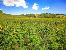 Gebieden van zonnebloemen op de heuvels van het Gebied van Marche op het Adriatische Overzees, Italië royalty-vrije stock afbeeldingen Gebieden van zonnebloemen op de heuvels van het Gebied van Marche op het Adriatische Overzees, Italië royalty-vrije stock afbeeldingen