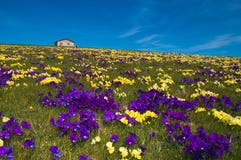 Gebirgschalet auf Teppich von wilden Blumen Stockfoto Gebirgschalet auf Teppich von wilden Blumen Stockfoto