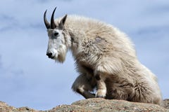 Gebirgsziege, die vom Stillstehen auf Harney-Spitze übersieht das Black Hills von South Dakota USA aufsteht lizenzfreie stockfotografie Gebirgsziege, die vom Stillstehen auf Harney-Spitze übersieht das Black Hills von South Dakota USA aufsteht lizenzfreie stockfotografie