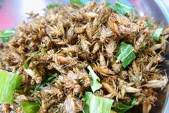 Gebraden veenmolinsect, het populaire voedsel van de snackstraat in Thailand royalty-vrije stock afbeeldingen Gebraden veenmolinsect, het populaire voedsel van de snackstraat in Thailand royalty-vrije stock afbeeldingen
