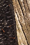 Gebrande en onverbrande oude houten textuur of achtergrond stock foto Gebrande en onverbrande oude houten textuur of achtergrond stock foto