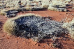 Gebrande spinifex pol royalty-vrije stock foto Gebrande spinifex pol royalty-vrije stock foto