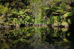 Gebürtiger Busch reflektierte sich in einem Strom, Abel Tasman National Park stockbild Gebürtiger Busch reflektierte sich in einem Strom, Abel Tasman National Park stockbild