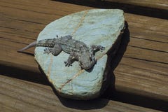 gecko immagini stock gecko immagini stock