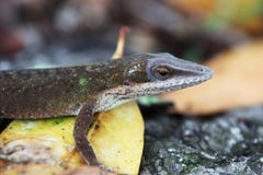 gecko immagini stock libere da diritti gecko immagini stock libere da diritti