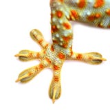 gecko image stock gecko image stock