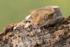 Gecko crestato Isolato contro un fondo verde smorzato Fuoco sugli occhi fotografie stock Gecko crestato Isolato contro un fondo verde smorzato Fuoco sugli occhi fotografie stock