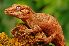 Gecko de gargouille photographie stock Gecko de gargouille photographie stock
