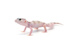 Gecko de léopard d'isolement sur le fond blanc images stock Gecko de léopard d'isolement sur le fond blanc images stock