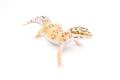 Gecko del leopardo del albino de Bell de la mandarina fotos de archivo libres de regalías Gecko del leopardo del albino de Bell de la mandarina fotos de archivo libres de regalías