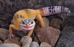 Gecko do leopardo que fura a lingüeta para fora imagem de stock Gecko do leopardo que fura a lingüeta para fora imagem de stock