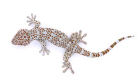 Gecko isolated on white background royalty free stock images Gecko isolated on white background royalty free stock images