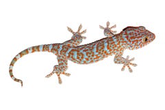 Gecko isolato su bianco fotografia stock libera da diritti Gecko isolato su bianco fotografia stock libera da diritti