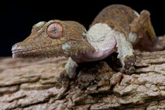 gecko Lame-suivi photos stock gecko Lame-suivi photos stock