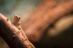 Gecko Lizard Royalty Free Stock Image
