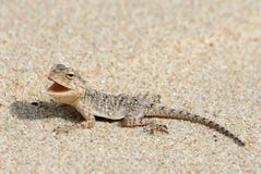 Gecko On Beach Royalty Free Stock Photo Gecko On Beach Royalty Free Stock Photo
