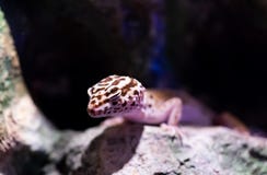 Gecko sortant d'une caverne foncée de roche photographie stock libre de droits Gecko sortant d'une caverne foncée de roche photographie stock libre de droits