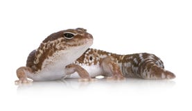 Gecko à queue adipeuse africain - caudicinct de Hemitheconyx images libres de droits Gecko à queue adipeuse africain - caudicinct de Hemitheconyx images libres de droits