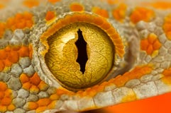 gecko глаза tokay стоковое фото rf gecko глаза tokay стоковое фото rf