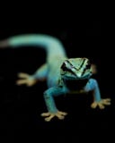 Geckos azuis elétricos do dia (williamsi de Lycodactylus) fotografia de stock Geckos azuis elétricos do dia (williamsi de Lycodactylus) fotografia de stock