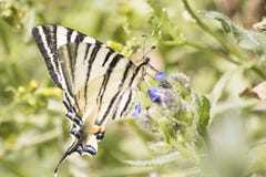 Gedetailleerde gestreepte swallowtailpapilio machaon op een bloem in een gree stock afbeeldingen Gedetailleerde gestreepte swallowtailpapilio machaon op een bloem in een gree stock afbeeldingen