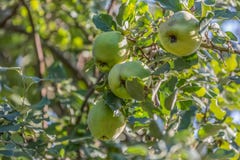 Gedetailleerde mening van kweepeervruchten op boom, typisch fruit van het gebied royalty-vrije stock fotografie Gedetailleerde mening van kweepeervruchten op boom, typisch fruit van het gebied royalty-vrije stock fotografie