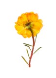 Gedrukte en droge geïsoleerde bloem purslane portulaca, stock afbeeldingen Gedrukte en droge geïsoleerde bloem purslane portulaca, stock afbeeldingen