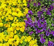 Geel en viooltje pansies, bloembed, royalty-vrije stock afbeeldingen Geel en viooltje pansies, bloembed, royalty-vrije stock afbeeldingen