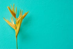Geel van Paradijsvogel bloem stock afbeelding Geel van Paradijsvogel bloem stock afbeelding