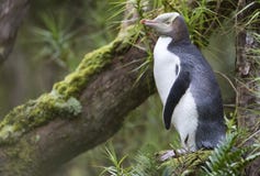 Geeloogpinguin, κίτρινος-eyed Penguin, αντίποδες Megadyptes στοκ φωτογραφία με δικαίωμα ελεύθερης χρήσης Geeloogpinguin, κίτρινος-eyed Penguin, αντίποδες Megadyptes στοκ φωτογραφία με δικαίωμα ελεύθερης χρήσης
