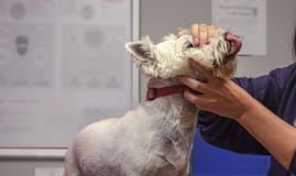Geerntete Hand des weiblichen tierärztlichen Untersuchungskopfes des West Highland White Terrier-Hundes, der seine Nase leckt lizenzfreie stockfotos Geerntete Hand des weiblichen tierärztlichen Untersuchungskopfes des West Highland White Terrier-Hundes, der seine Nase leckt lizenzfreie stockfotos