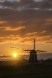 Geese flying against the sunset on the Dutch windmill royalty free stock image Geese flying against the sunset on the Dutch windmill royalty free stock image