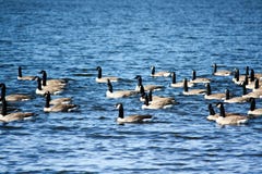 Geese In Water Stock Photos