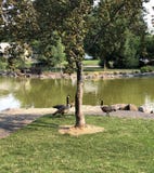 Group of Geese at the park royalty free stock image Group of Geese at the park royalty free stock image