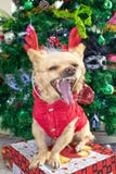 Geeuwen van een de kleine hondchihuahua in hertenhoornen en het kostuum van een Nieuwjaar op de achtergrond van de Kerstboom stock fotografie Geeuwen van een de kleine hondchihuahua in hertenhoornen en het kostuum van een Nieuwjaar op de achtergrond van de Kerstboom stock fotografie