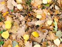 Gefallenes Herbstlaub lizenzfreies stockbild Gefallenes Herbstlaub lizenzfreies stockbild