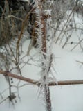 Gefrorene rote Beeren rowen an den Baum, der mit Frost bedeckt wird lizenzfreies stockfoto Gefrorene rote Beeren rowen an den Baum, der mit Frost bedeckt wird lizenzfreies stockfoto