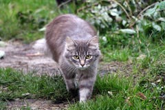 Gehende Katze auf dem grünen Gras stockfotografie Gehende Katze auf dem grünen Gras stockfotografie