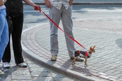 Gehender gekleideter Hund Der Eigentümer kleidete den Hund lizenzfreies stockbild Gehender gekleideter Hund Der Eigentümer kleidete den Hund lizenzfreies stockbild