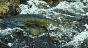 GEHENDES AUFWÄRTS GERICHTETES LACHSONTARIO stockfotos GEHENDES AUFWÄRTS GERICHTETES LACHSONTARIO stockfotos