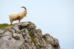 Gehoornde Schapen die zich op een Rotsachtige Heuveltop bevinden royalty-vrije stock fotografie Gehoornde Schapen die zich op een Rotsachtige Heuveltop bevinden royalty-vrije stock fotografie