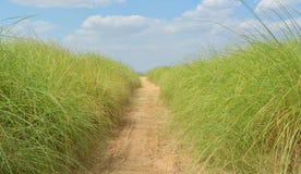 Gehweg im Gras stockfoto Gehweg im Gras stockfoto